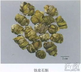 铁皮石斛