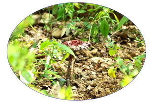 我校开展 中医药文化进校园 活动