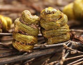 女人35岁后多吃点它,卵巢越来越好,对健康有无限的好处