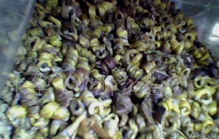 批发供应铁皮枫斗