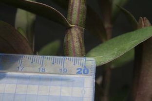 铁皮枫斗怎么吃