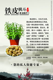 铁皮枫斗 珍稀药材的形态与识别