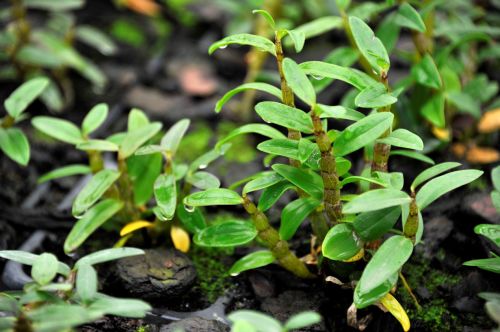 森山捐赠近百万元铁皮枫斗产品，助力一线医护人员抗击疫情