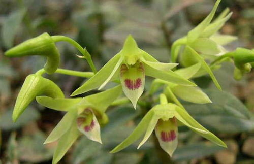 铁皮石斛叶子发黄的原因与解决方法