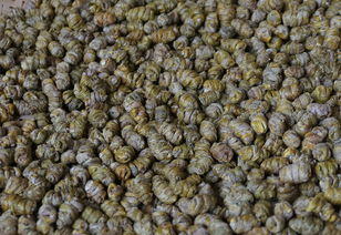 云南铁皮石斛干条与枫斗的区别及食用方法禁忌