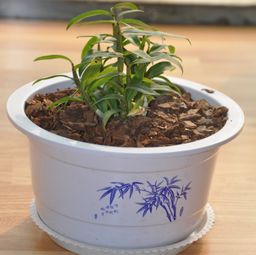 铁皮枫斗 石斛中的珍贵品种