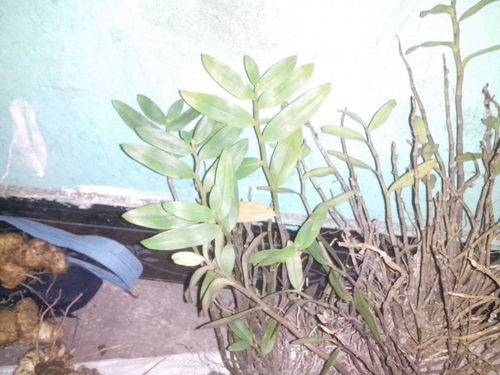 野生铁皮枫斗价格解析 有图有真相，市场行情一览