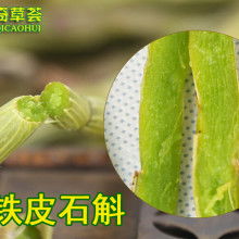 杭州荣谊铁皮石斛合作社 专注石斛产业，铸就健康珍品