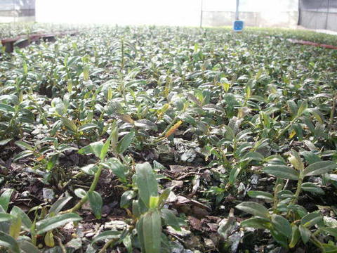 彩云兰园铁皮石斛（铁皮枫斗）的十大功效解析